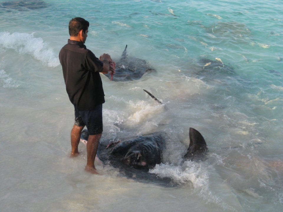 Rochenfütterung NH Collection Maldives Reethi Resort