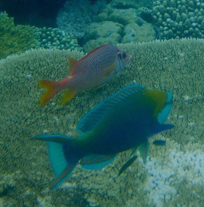 Schnorcheln Kuramathi Maldives