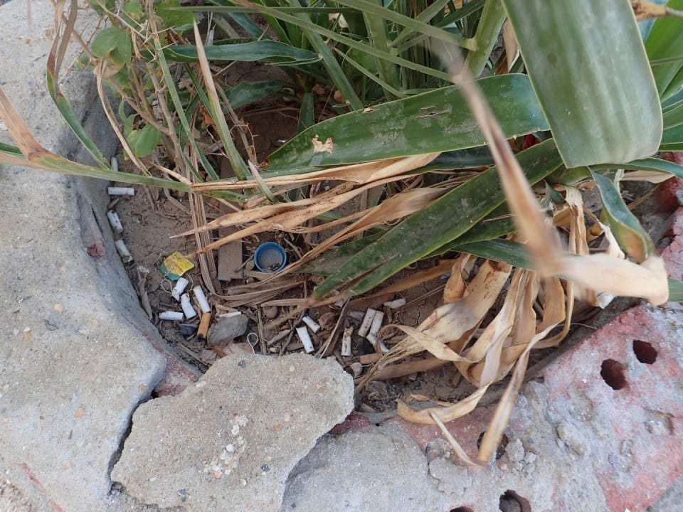 Blumentopf Hotel Coral Garden