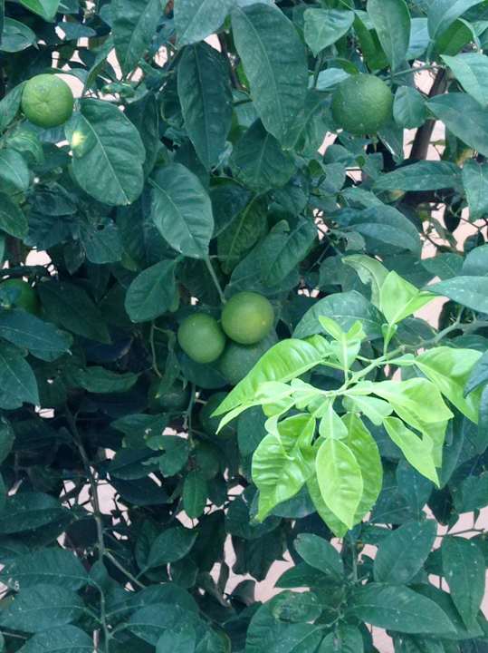 Sonstiges Globales Bouganvilla