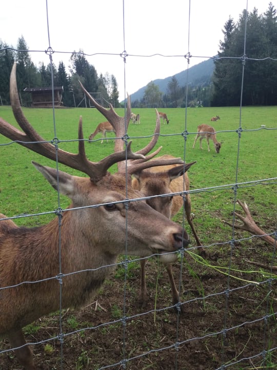 Gartenanlage Naturhotel Forsthofgut