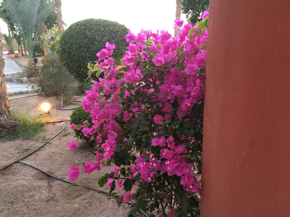 Gartenanlage Sheraton Miramar Resort El Gouna