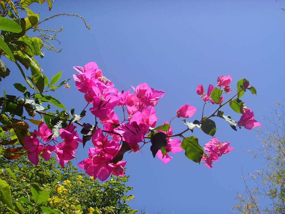 vanyavilas ranthambore Hotel The Oberoi Vanyavilas, Ranthambore