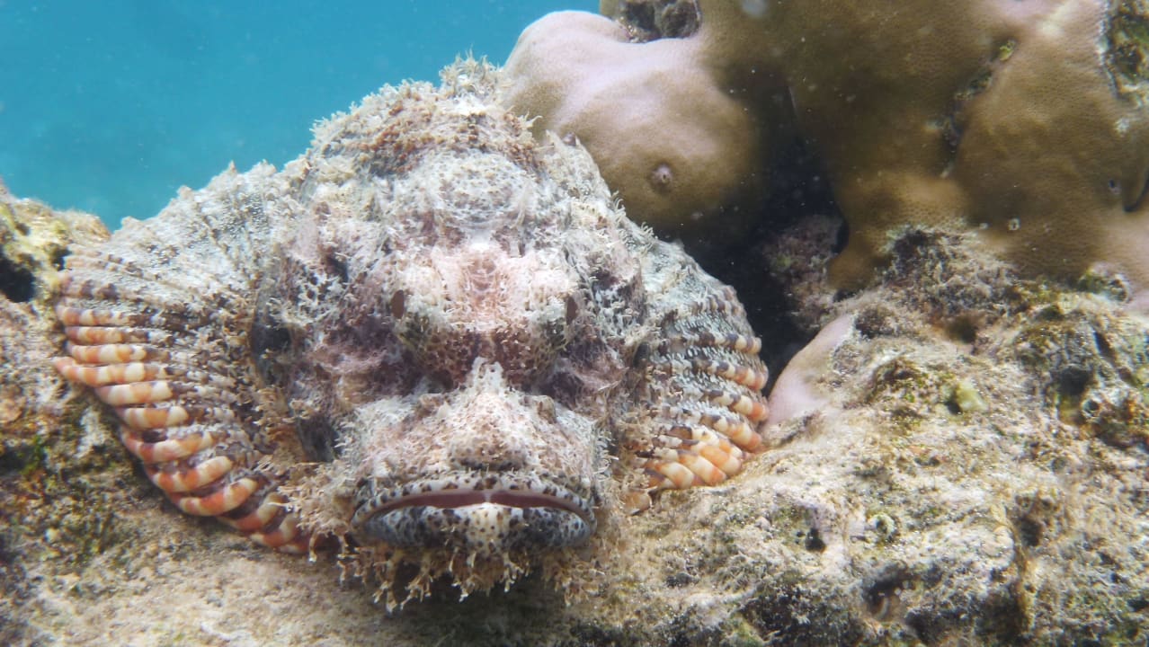 Drachenkopf Adaaran Select Meedhupparu Island Resort - Premium All Inclusive