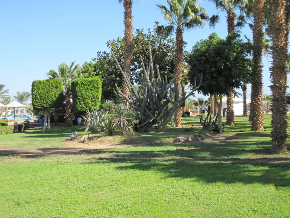 Kakteen Lotus Bay Beach Resort