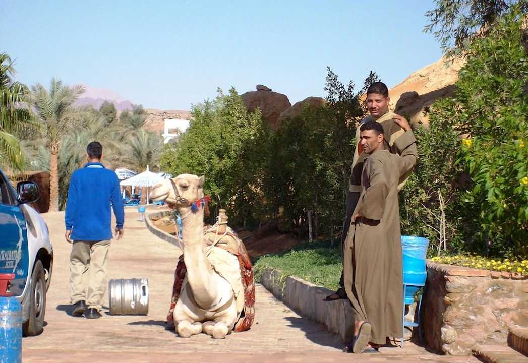 Kamelreiten möglich Albatros Sharm Resort