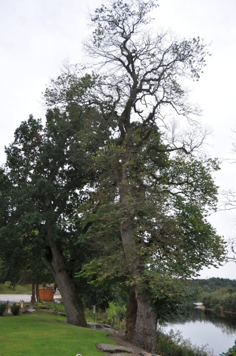 Wunderschöner Park mit alten Bäumen Maryculter Hotel