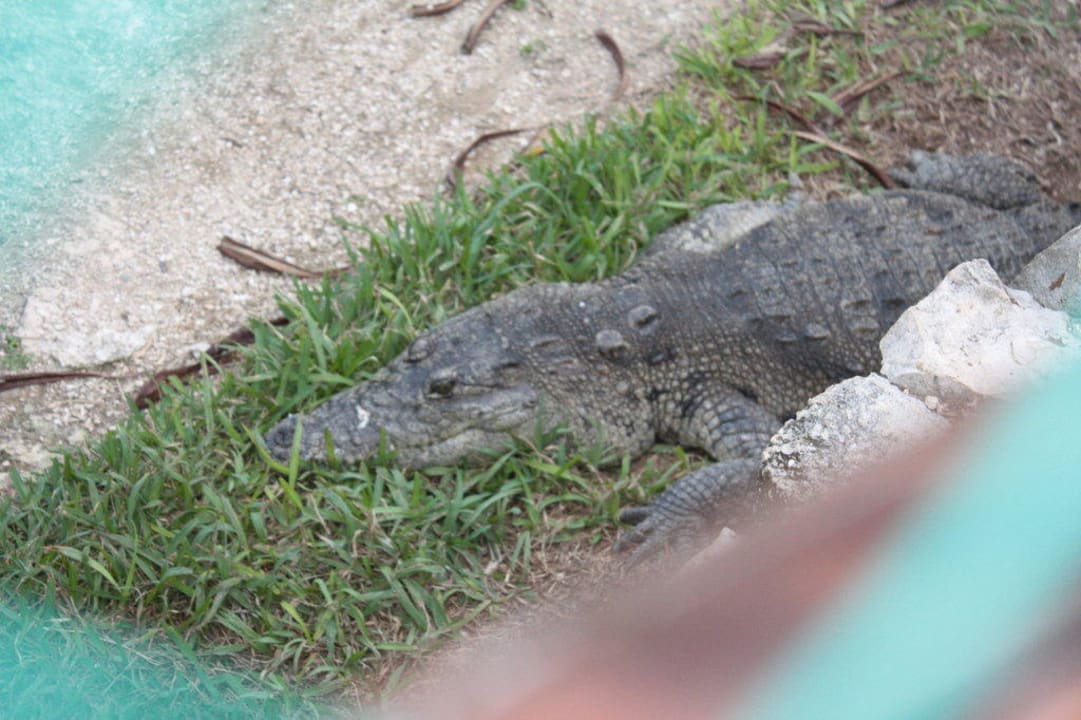 Krokodil im Hotel Grand Palladium Select White Sand Resort & Spa