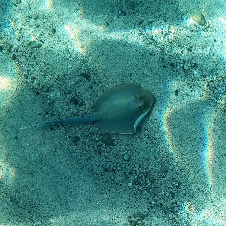 Sport & Freizeit Mövenpick Resort El Quseir