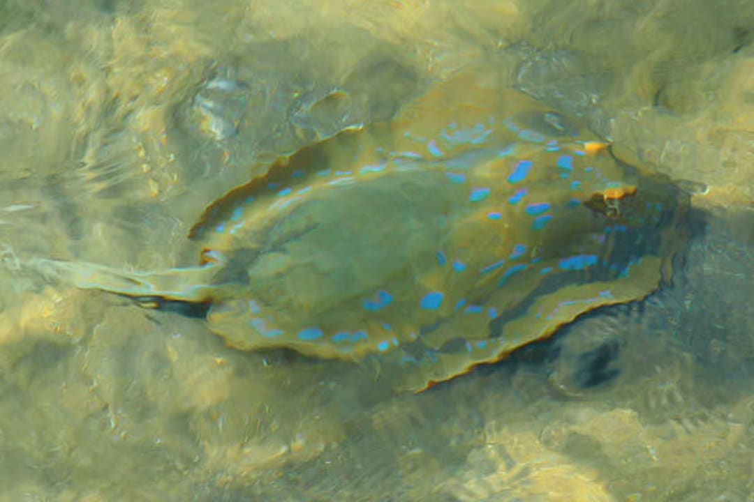 СКАТ Stella Beach Resort & Spa Makadi Bay