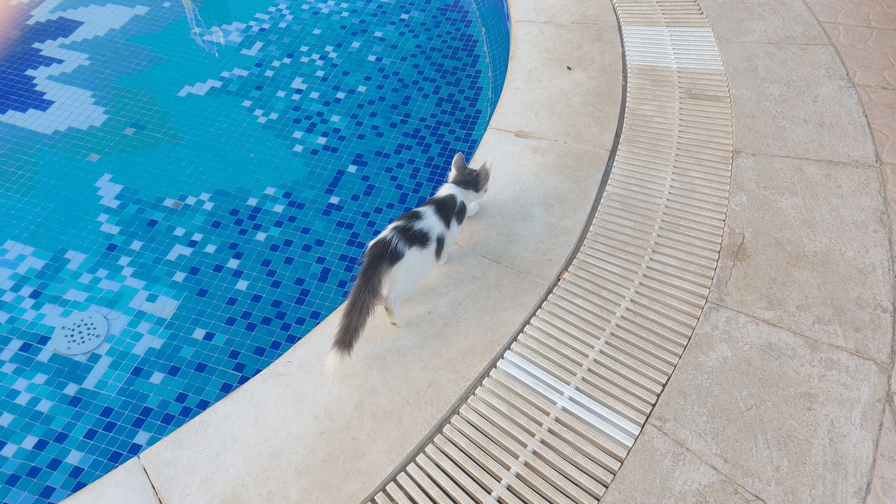 Pool Hotel Royal Nozha