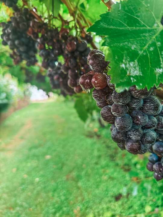 Gartenanlage Hotel Villnerhof