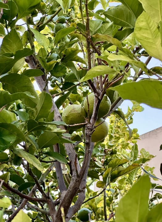 Gartenanlage Euro Village Achilleas Hotel