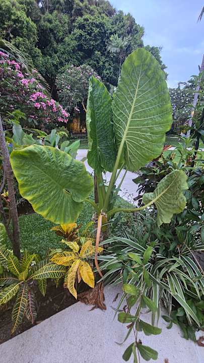 Gartenanlage Segara Village Hotel