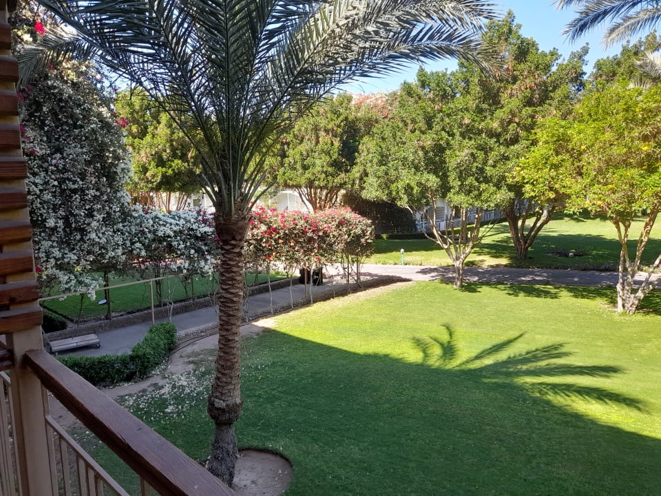 Gartenanlage Desert Rose