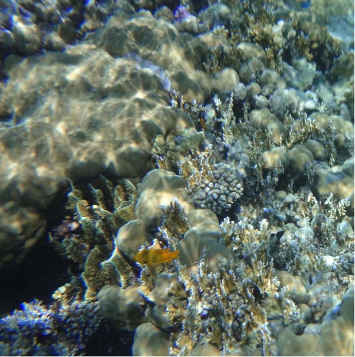 Стела Stella Garden Resort & Spa, Makadi Bay