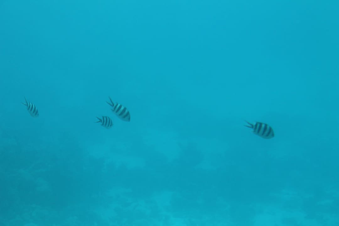 Unter Wasser Blend Club Aqua Resort