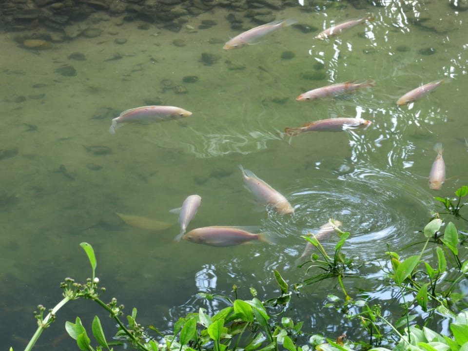 Fische im Garten Tunamaya Resort