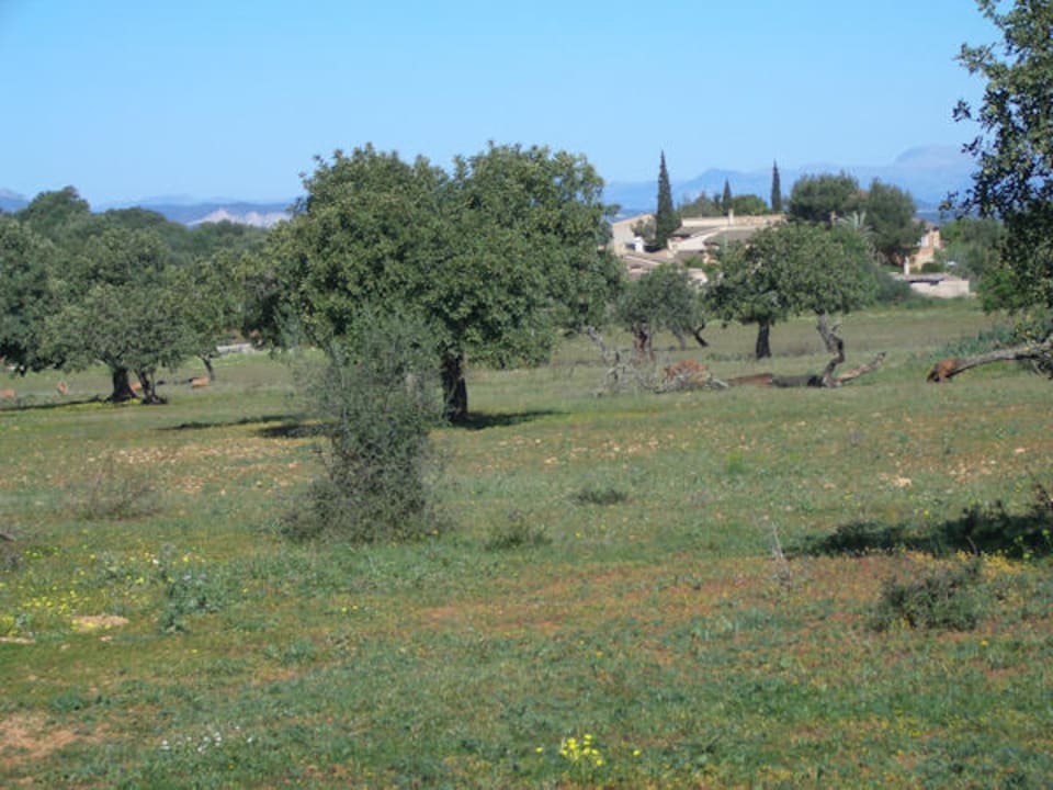 Blick auf das Hotel Hotel Sa Galera