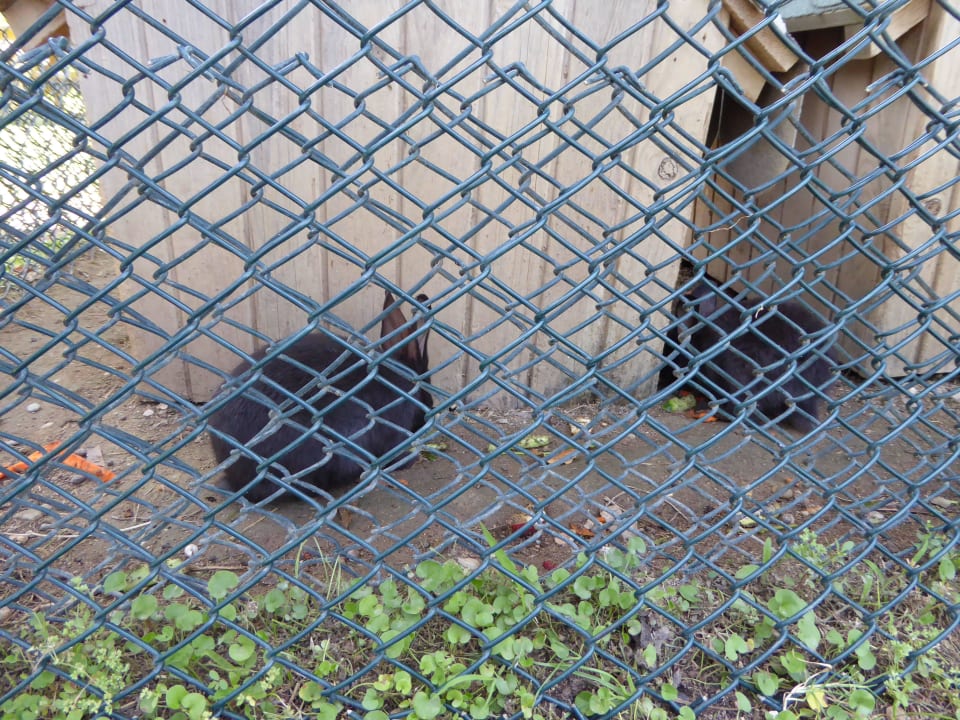 Hasen in der Gartenanlage zur Freude der Kinder TUI BLUE Palm Garden