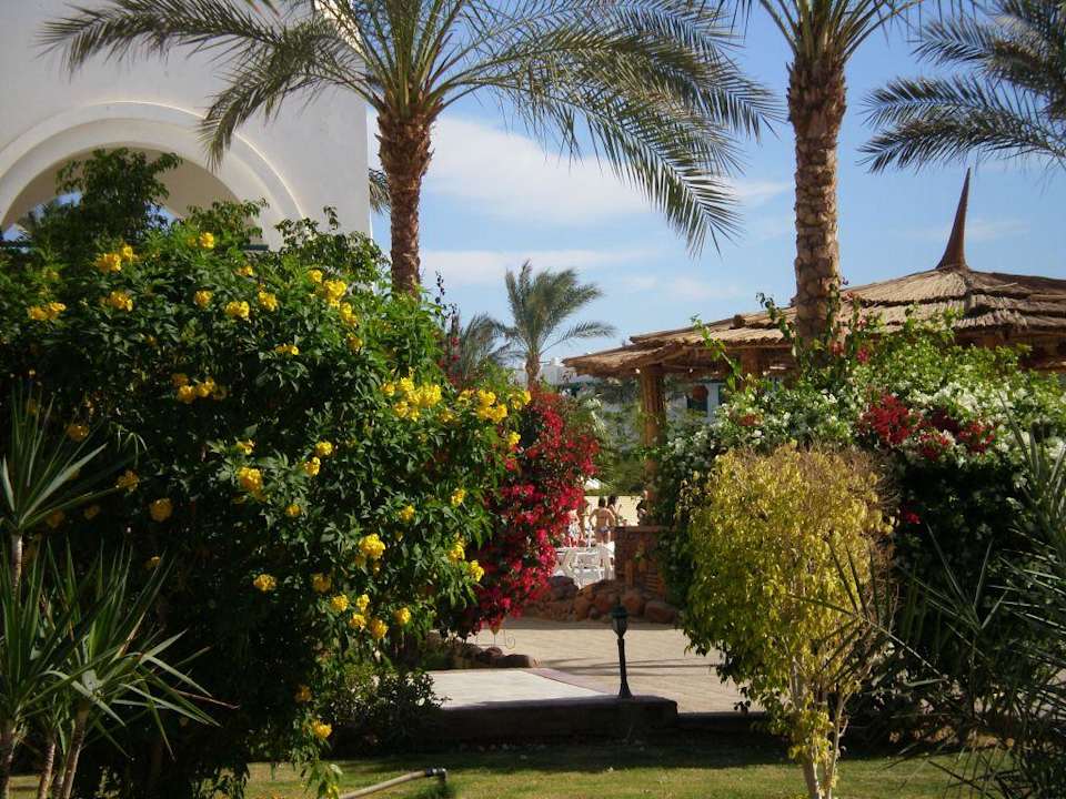 Ogród Hotel Amarante Garden Palms Resort