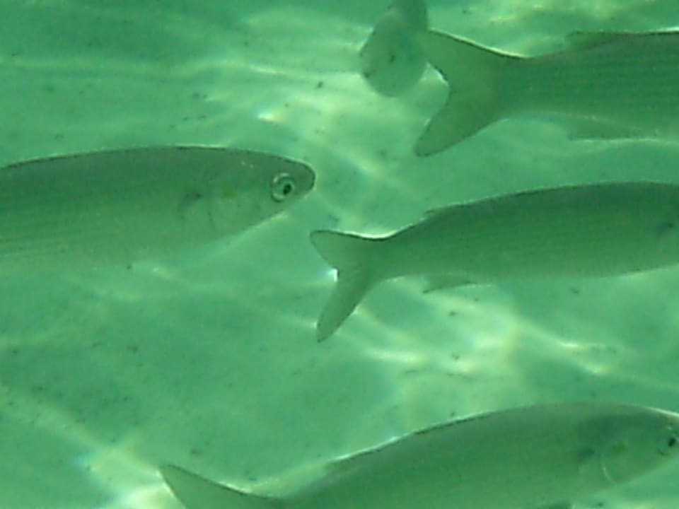 Große Fische Hotel El Mouradi Djerba Menzel