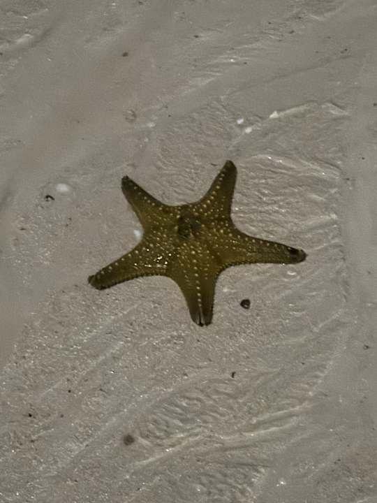 Strand Hotel Riu Palace Zanzibar