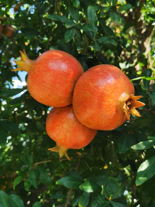 Gartenanlage Side Star Elegance