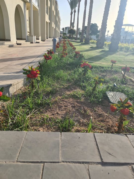 Gartenanlage Pickalbatros Dana Beach Resort - Hurghada