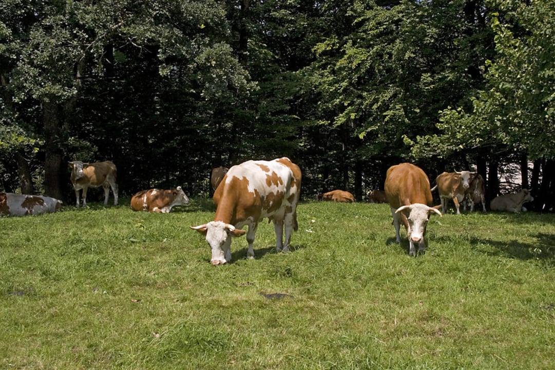 Kühe auf der Weide Kressenlehen FeWo