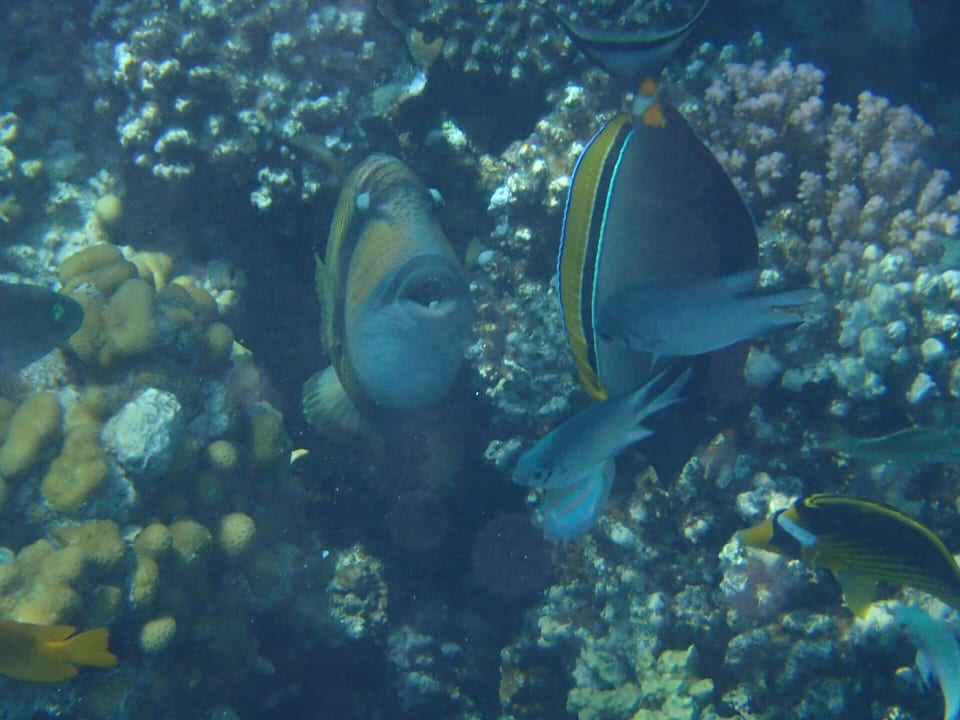 Strand Makadi Spa - Adults only