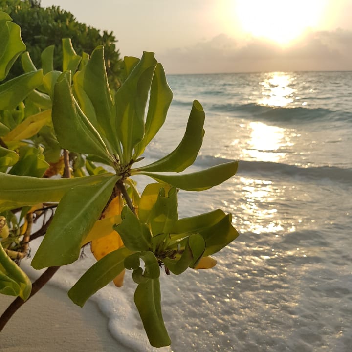 Strand Fihalhohi Maldives
