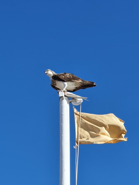 Sonstiges Jaz Solaya