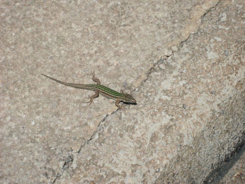 Kleiner Salamander Cala Llenya Resort Ibiza