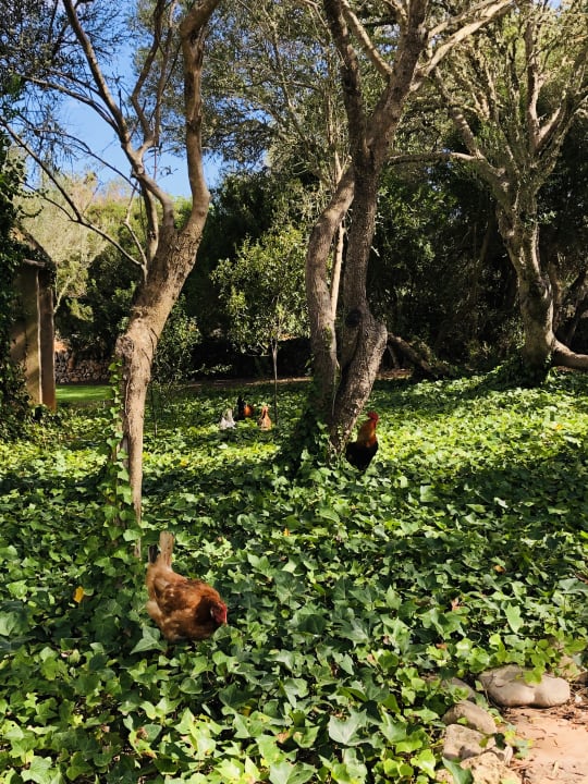 Gartenanlage Hotel Sa Galera