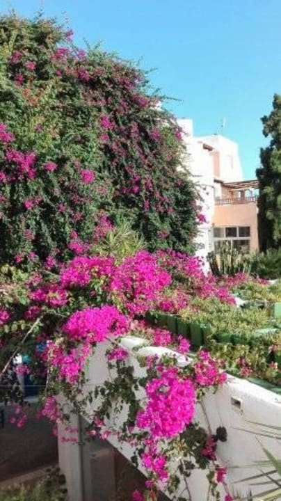 Blumenpracht Anissa Beach & Village