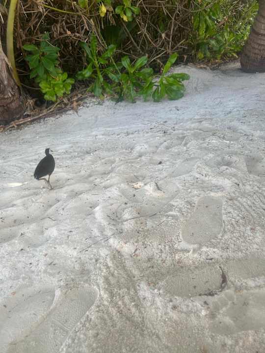 Strand Hotel Riu Atoll