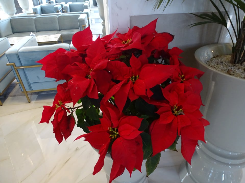 Sonstiges Hotel Riu Palace Maspalomas Adults Only