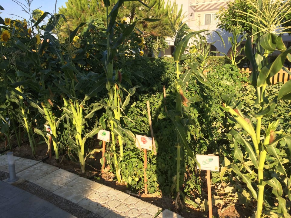 Kleiner Nutzgarten Atlantica Marmari Palace