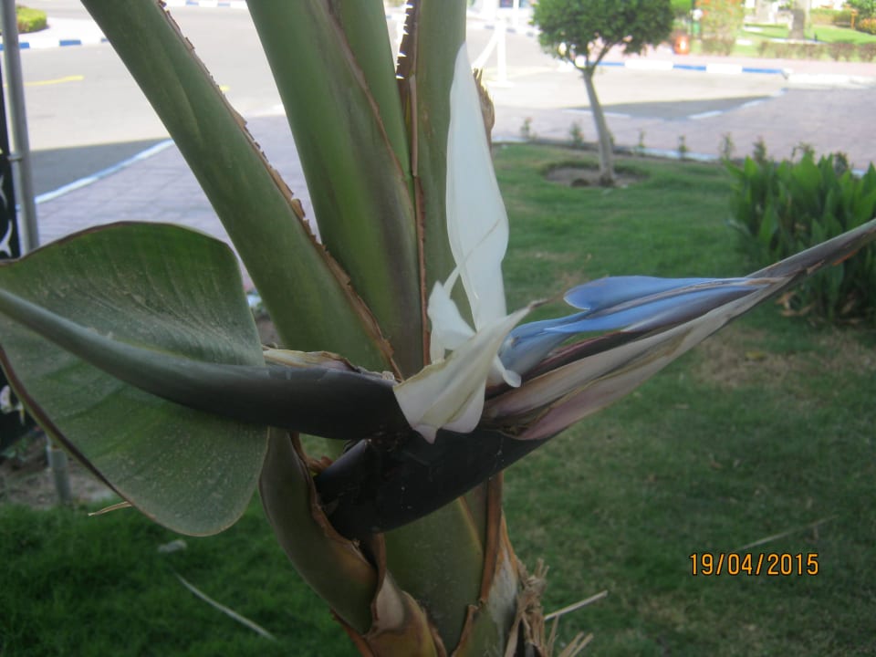 Цветы пальмы Hurghada Long Beach Resort