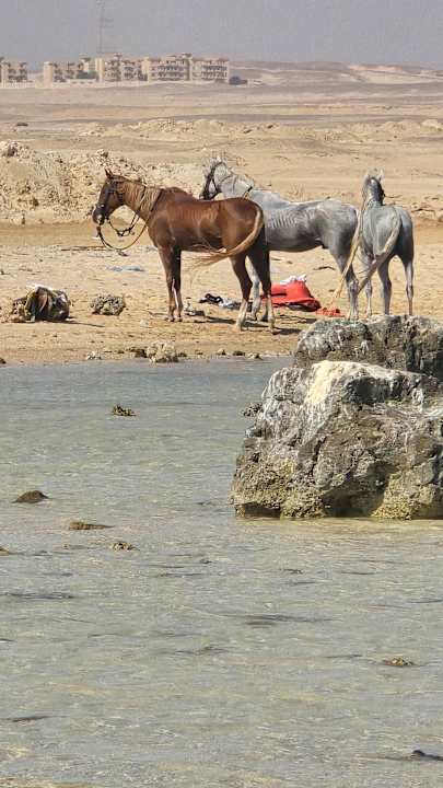 Strand JAZ Elite Asteria