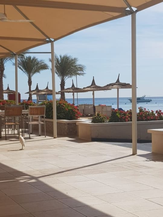 Gastro Beach Albatros Resort