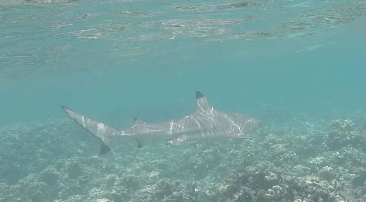 Er ist nicht gefährlich  Adaaran Select Hudhuran Fushi - Premium All Inclusive