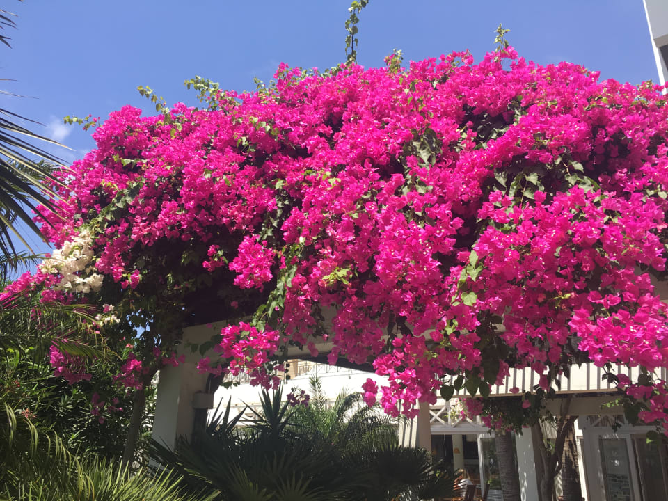 Gartenanlage ROBINSON JANDIA PLAYA