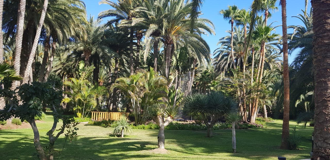 Gartenanlage Hotel Riu Palace Oasis