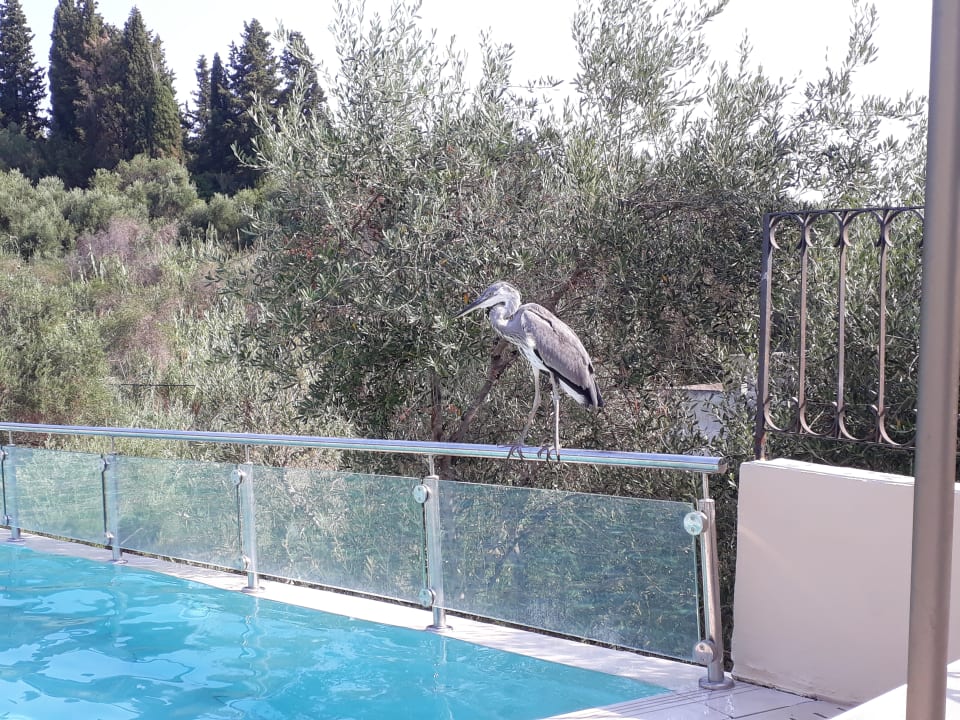 Pool Aeolos Beach Resort