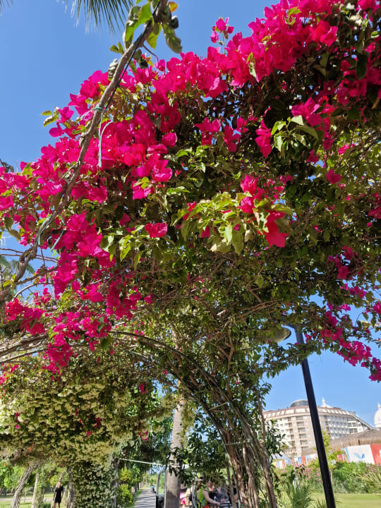 Gartenanlage Royal Seginus