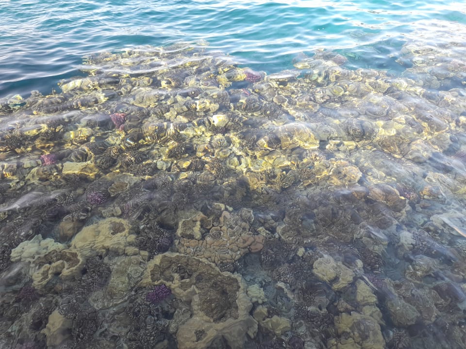 Strand Steigenberger Coraya Beach - Adults only