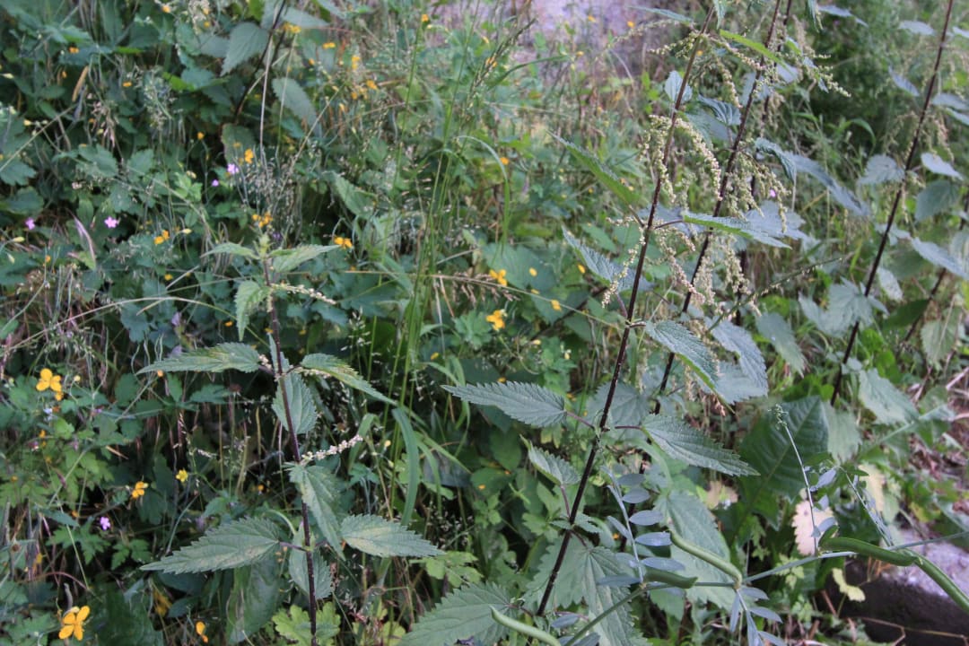 Stinging Nettle Jugendherberge Burg Stahleck