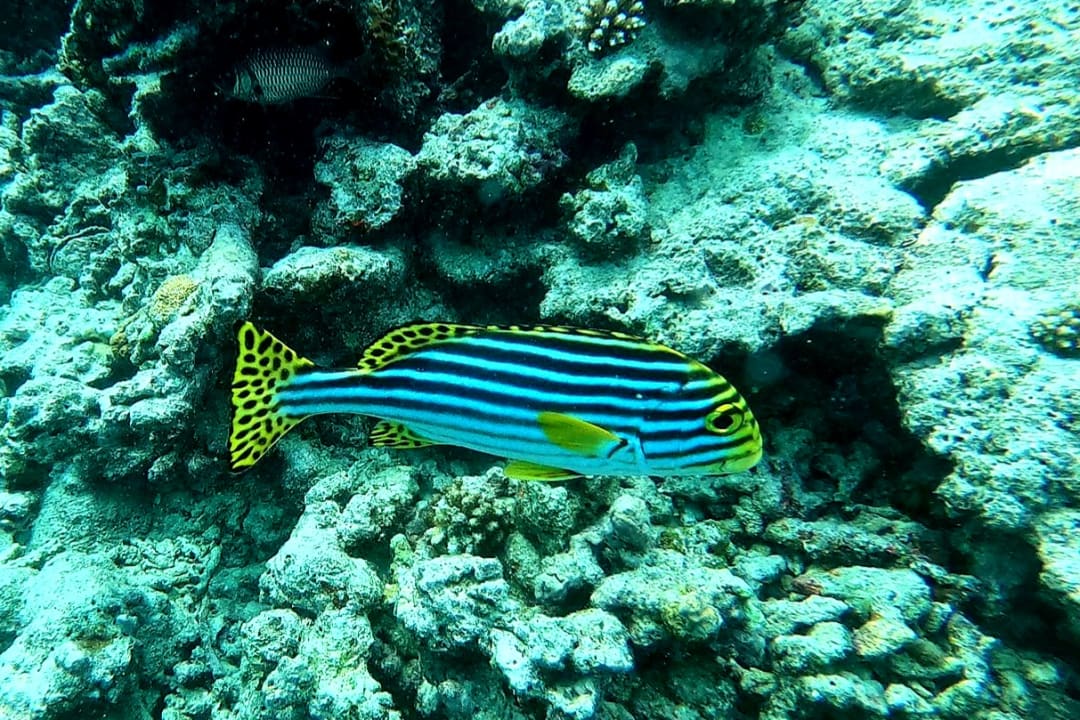 Sport & Freizeit Machchafushi Island Resort & Spa Maldives, The Centara Collection